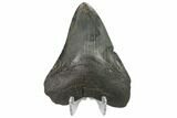 Fossil Megalodon Tooth - South Carolina #130798-2